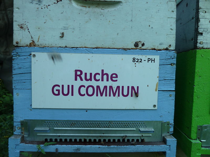 La ruche Gui commun