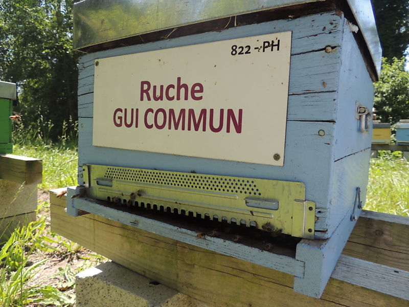 La ruche Gui commun