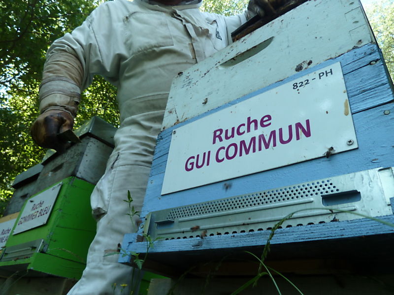 La ruche Gui commun