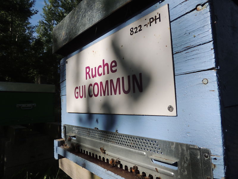 La ruche Gui commun