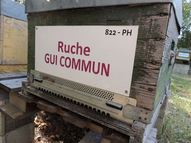 La ruche Gui commun