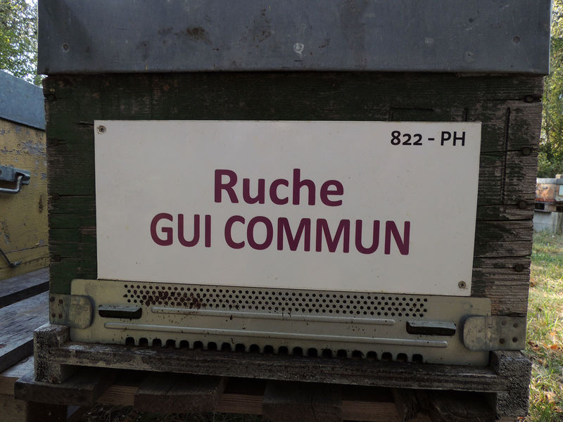 La ruche Gui commun
