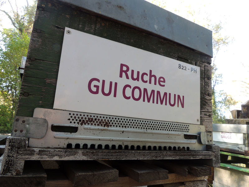 La ruche Gui commun