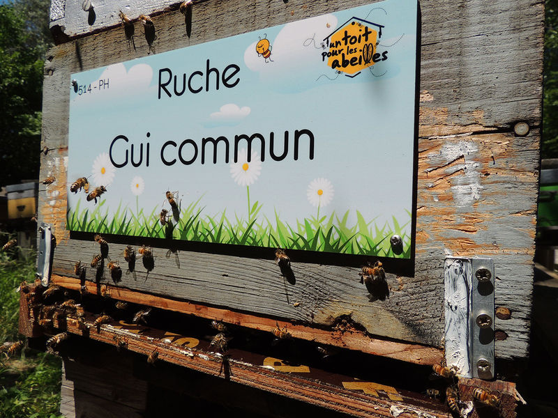 La ruche Gui commun