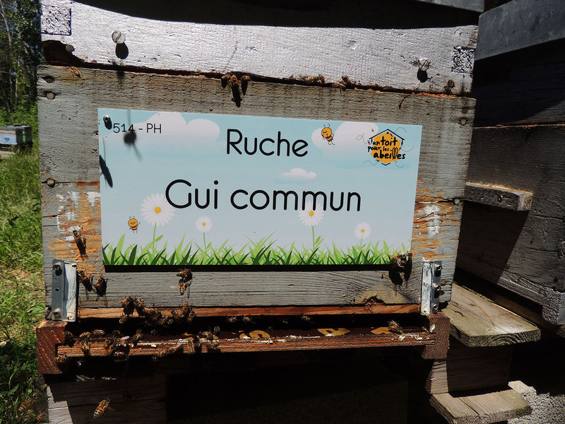 La ruche Gui commun