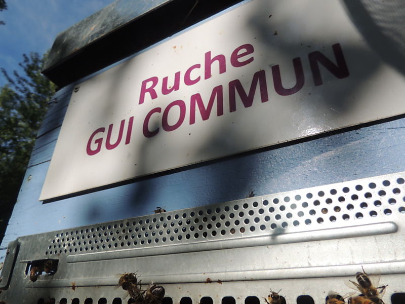 La ruche Gui commun