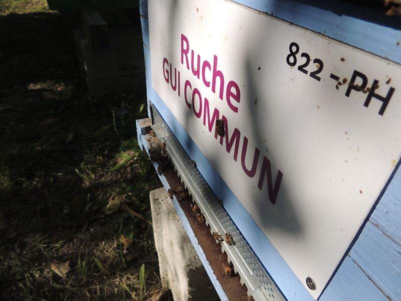 La ruche Gui commun