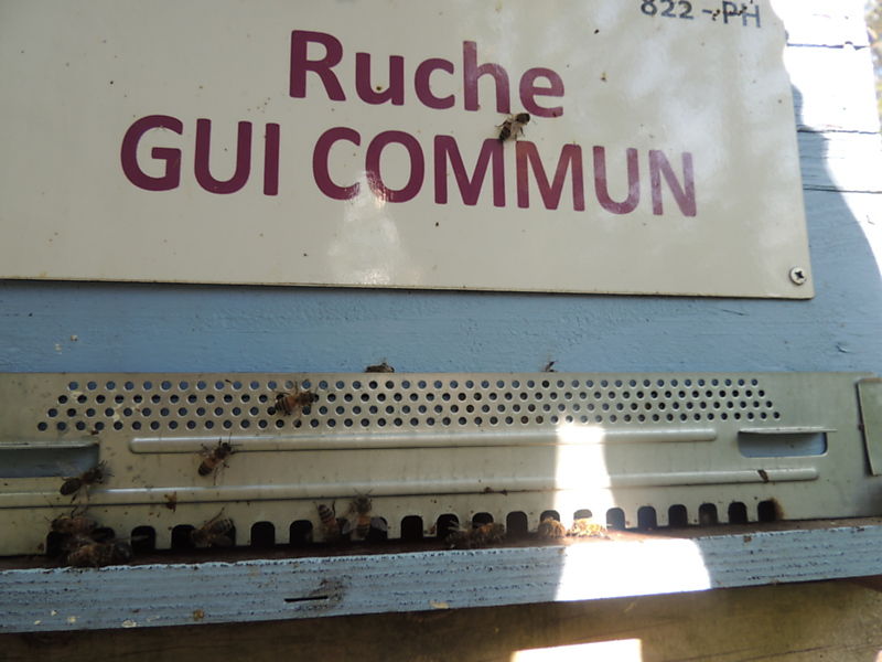 La ruche Gui commun
