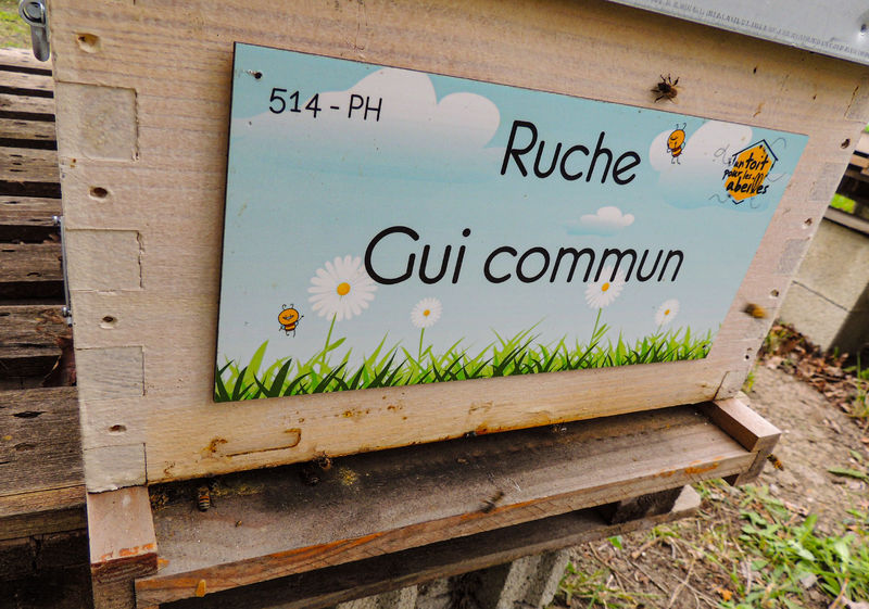 La ruche Gui commun