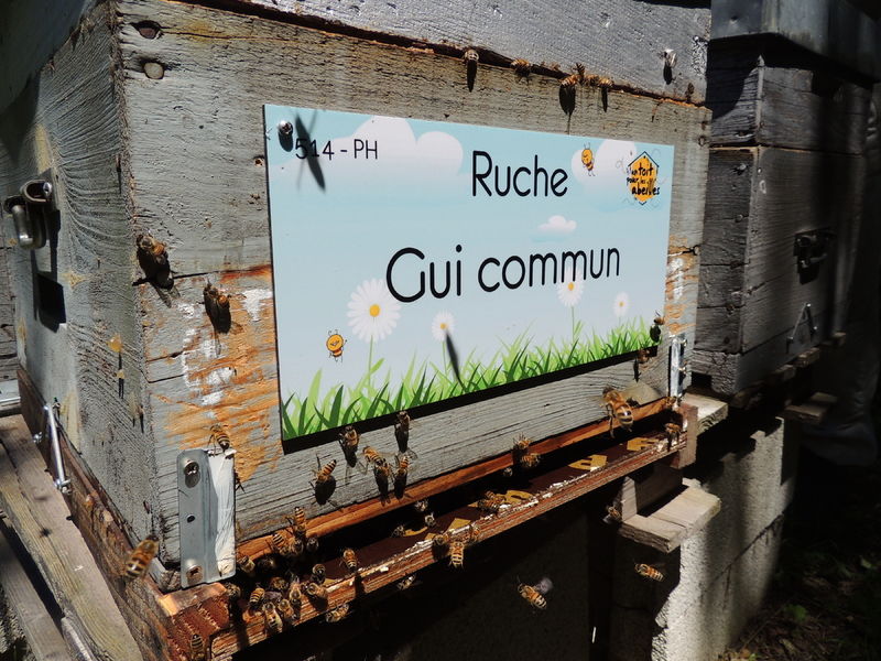 La ruche Gui commun