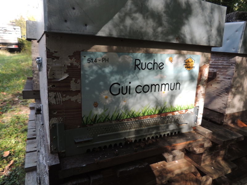 La ruche Gui commun