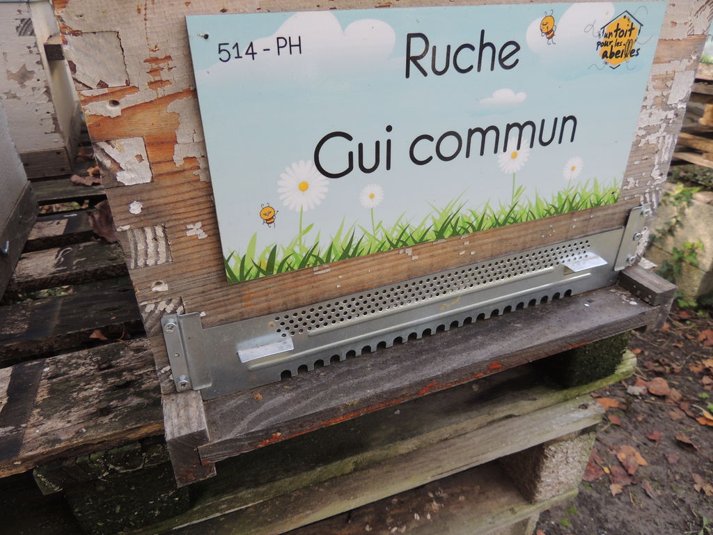 La ruche Gui commun