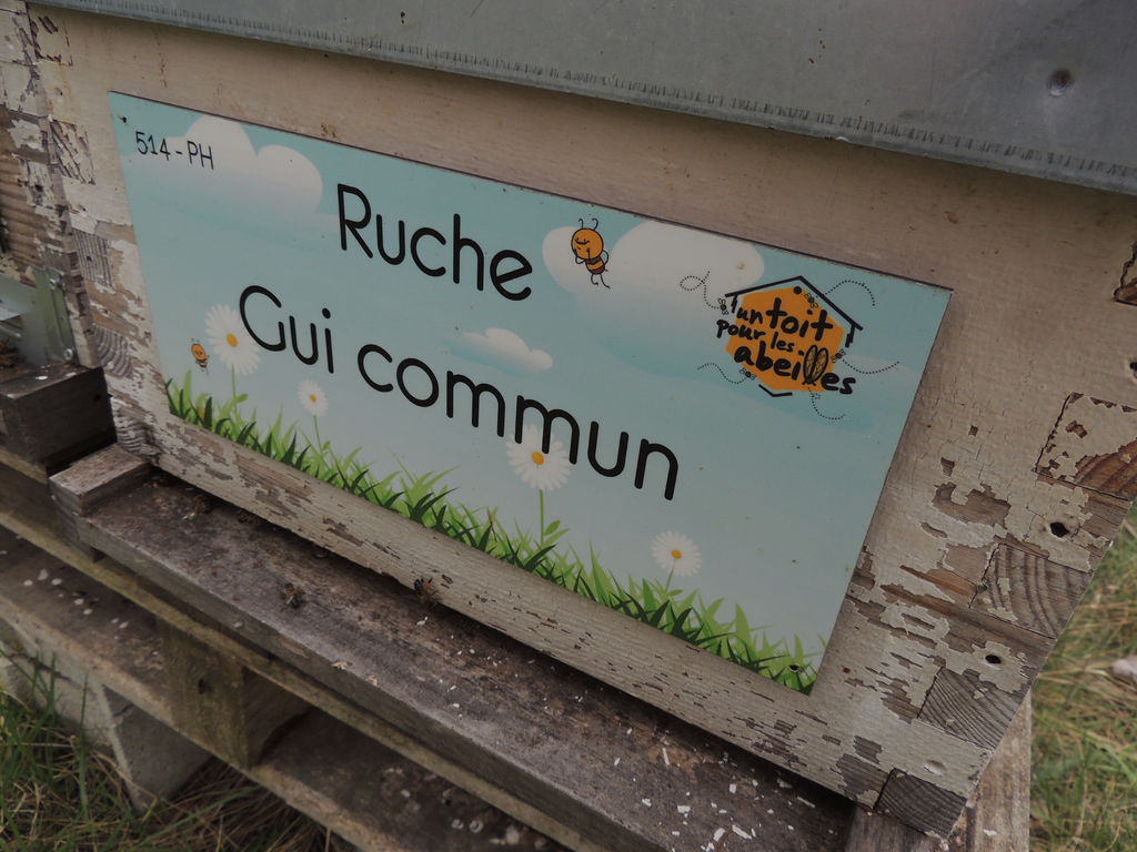La ruche Gui commun
