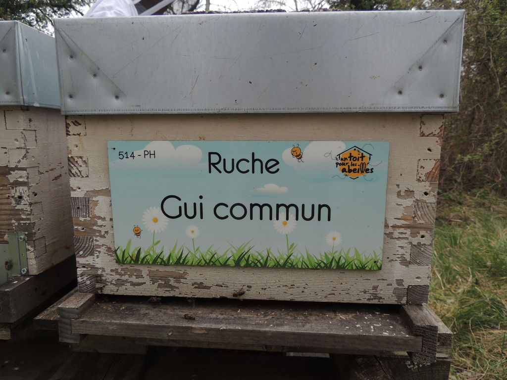 La ruche Gui commun