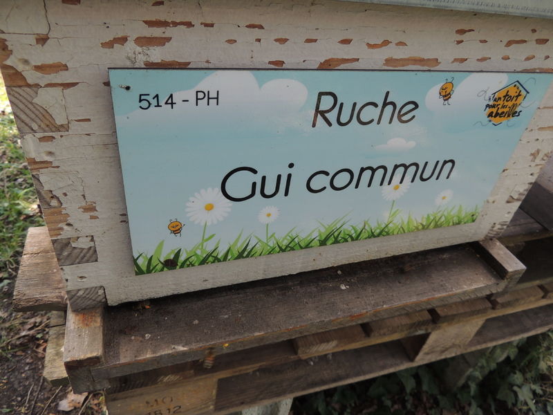 La ruche Gui commun