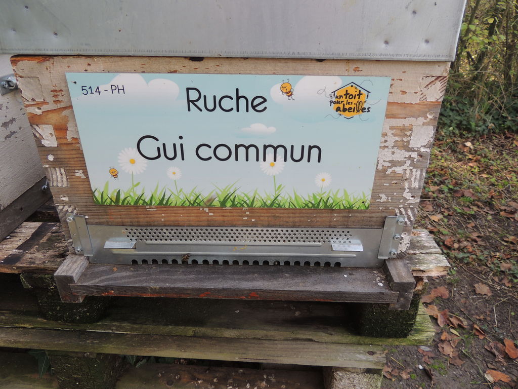 La ruche Gui commun