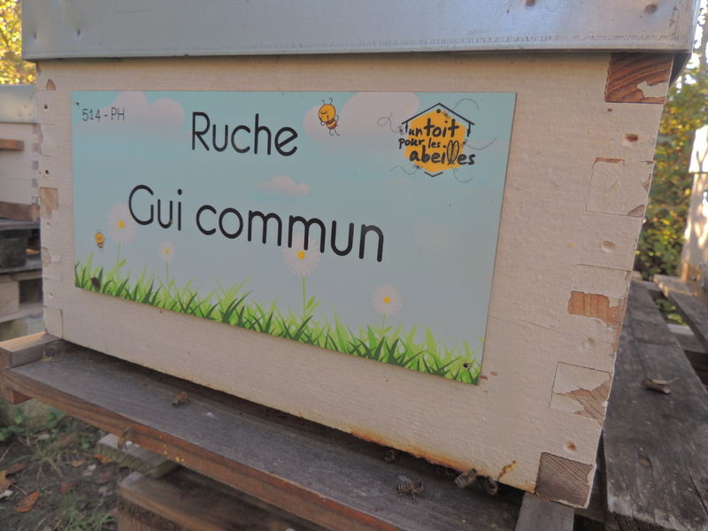 La ruche Gui commun