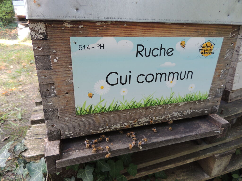 La ruche Gui commun