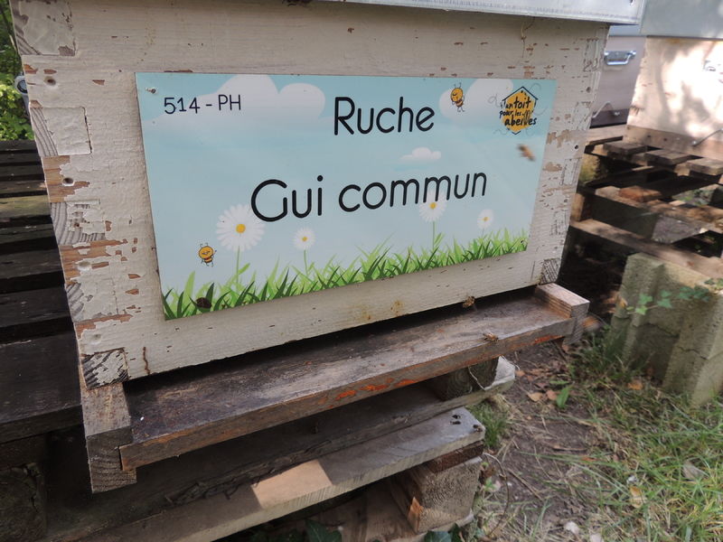 La ruche Gui commun