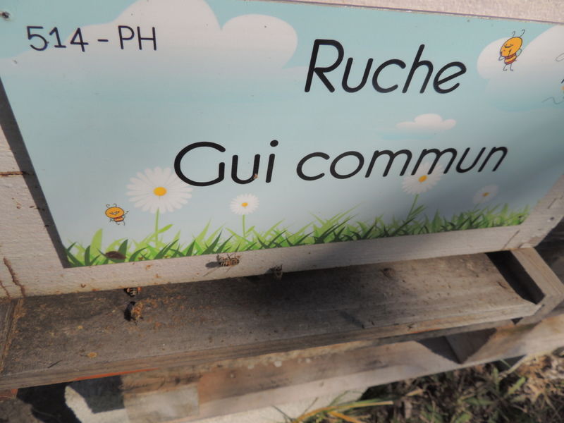 La ruche Gui commun