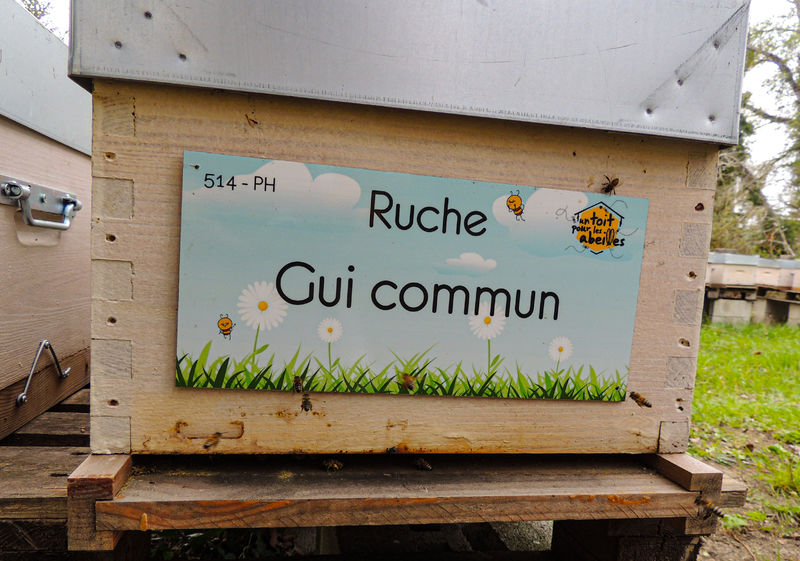 La ruche Gui commun