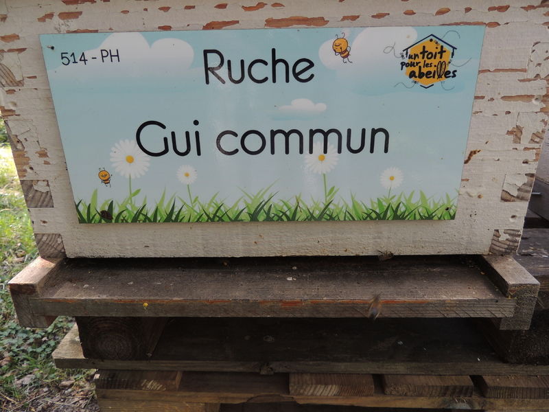 La ruche Gui commun