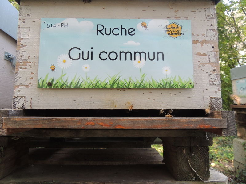 La ruche Gui commun