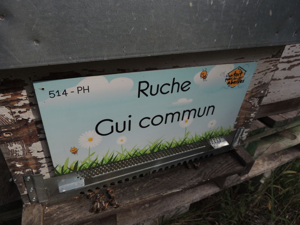 La ruche Gui commun
