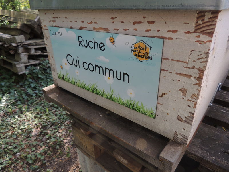 La ruche Gui commun