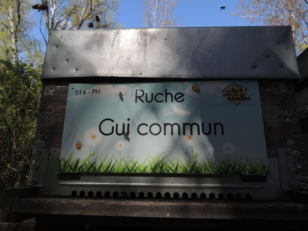 La ruche Gui commun