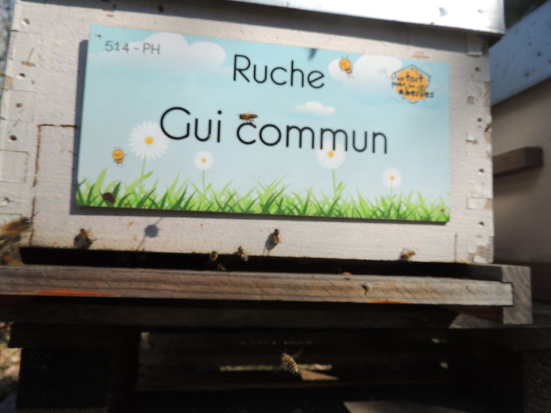 La ruche Gui commun