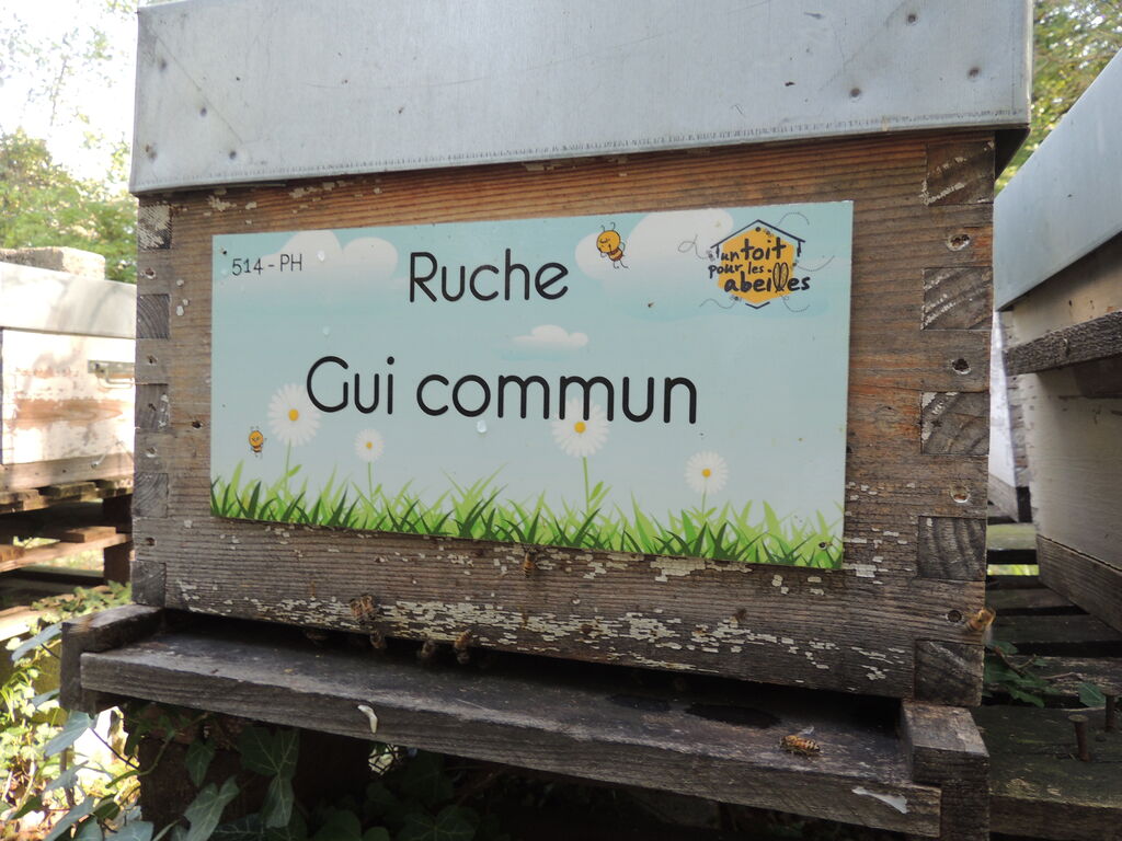 La ruche Gui commun