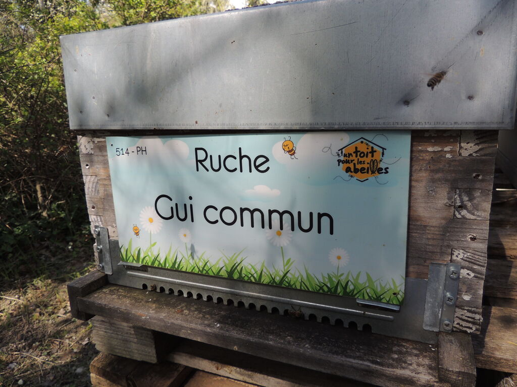 La ruche Gui commun