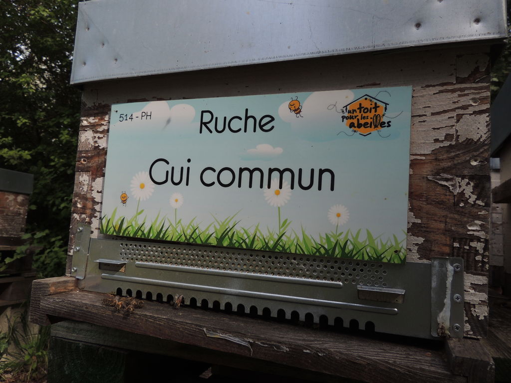 La ruche Gui commun