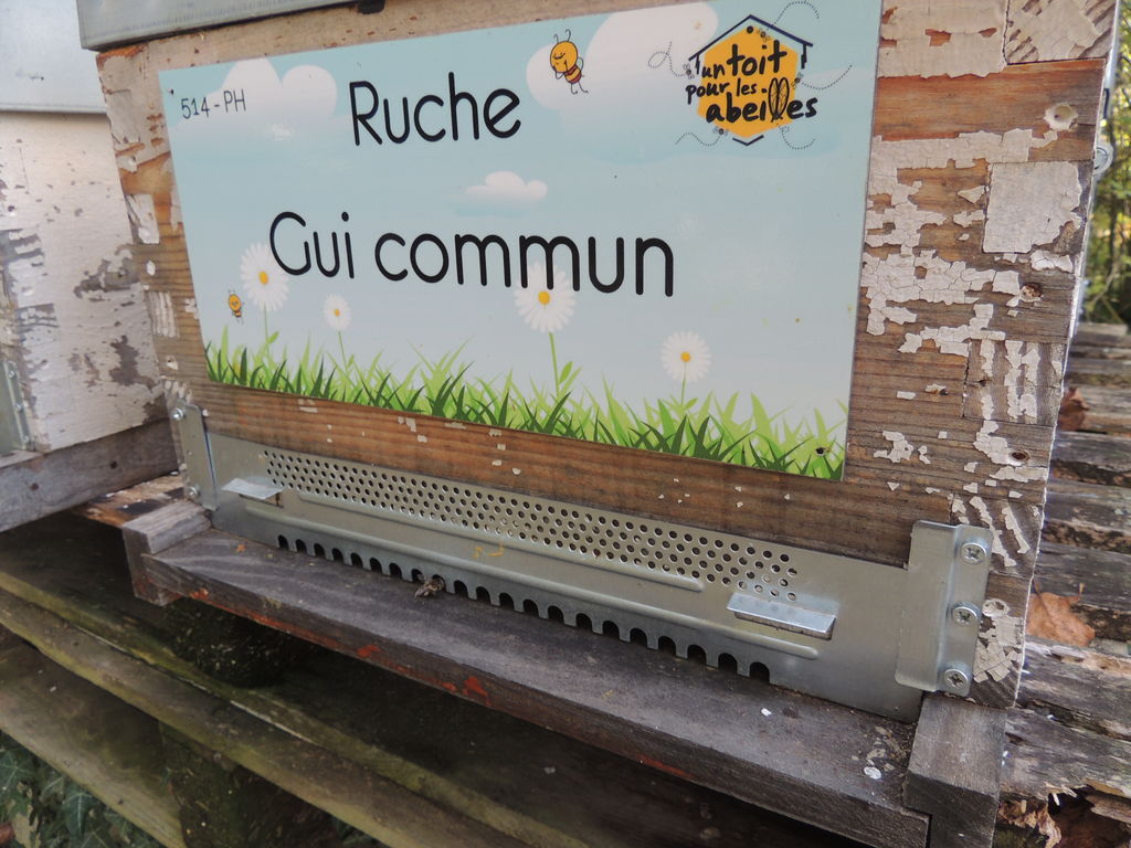 La ruche Gui commun