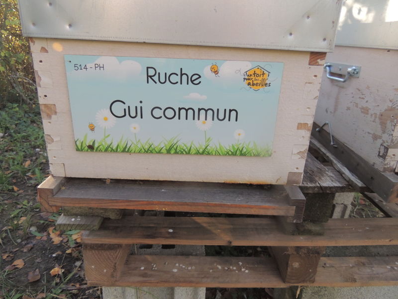 La ruche Gui commun