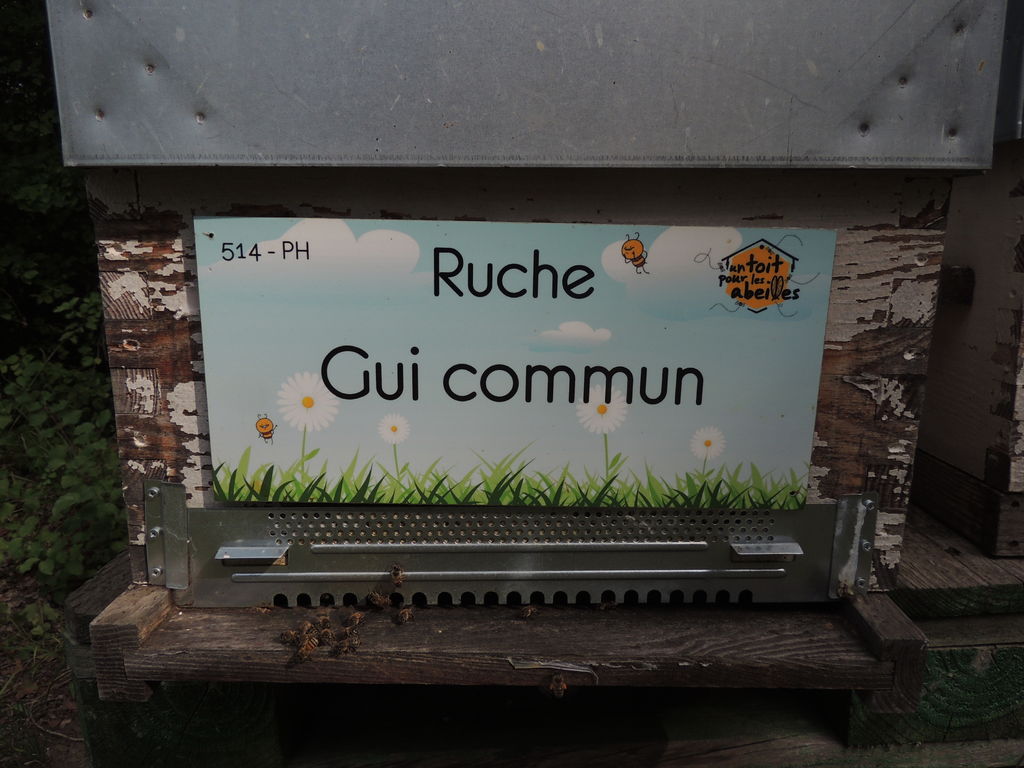 La ruche Gui commun