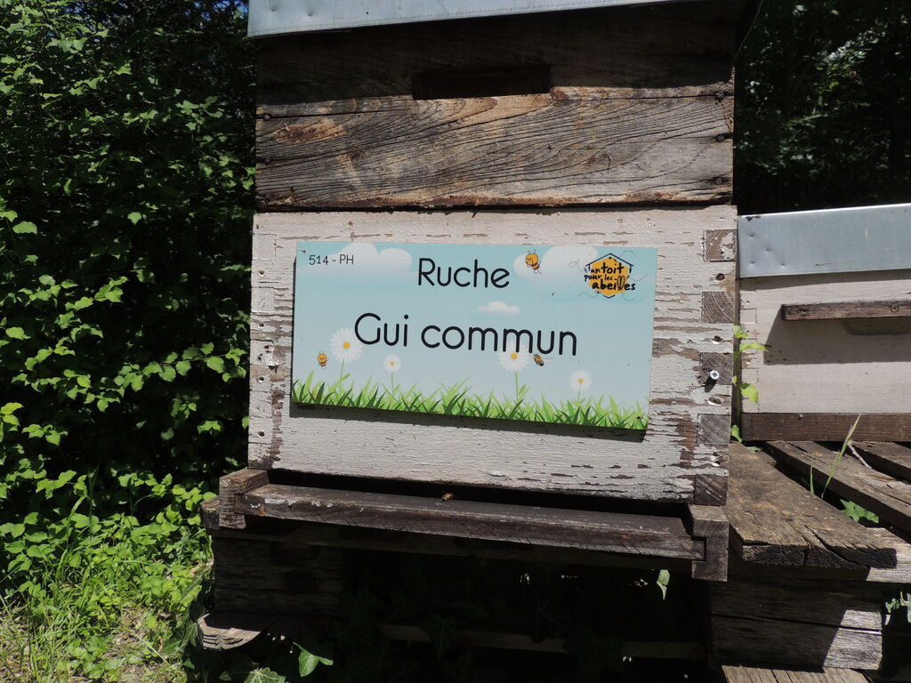 La ruche Gui commun