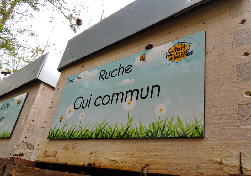 La ruche Gui commun