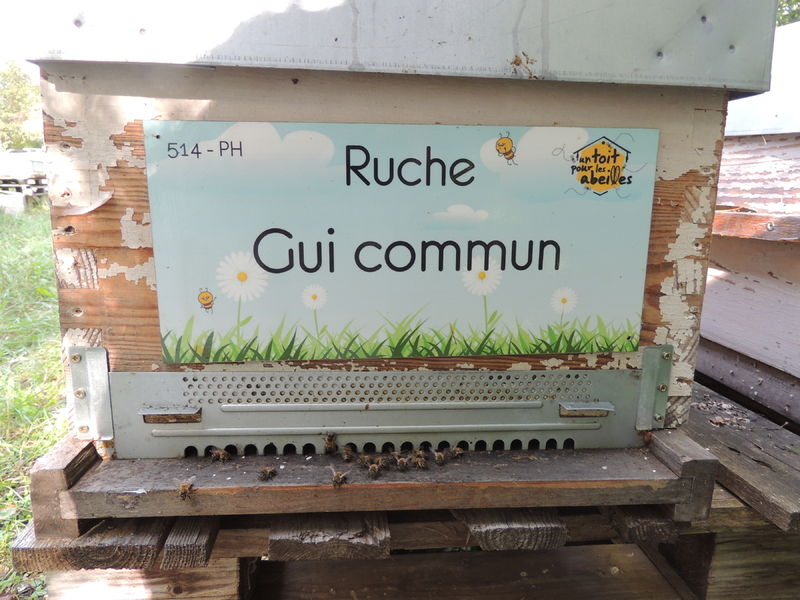 La ruche Gui commun
