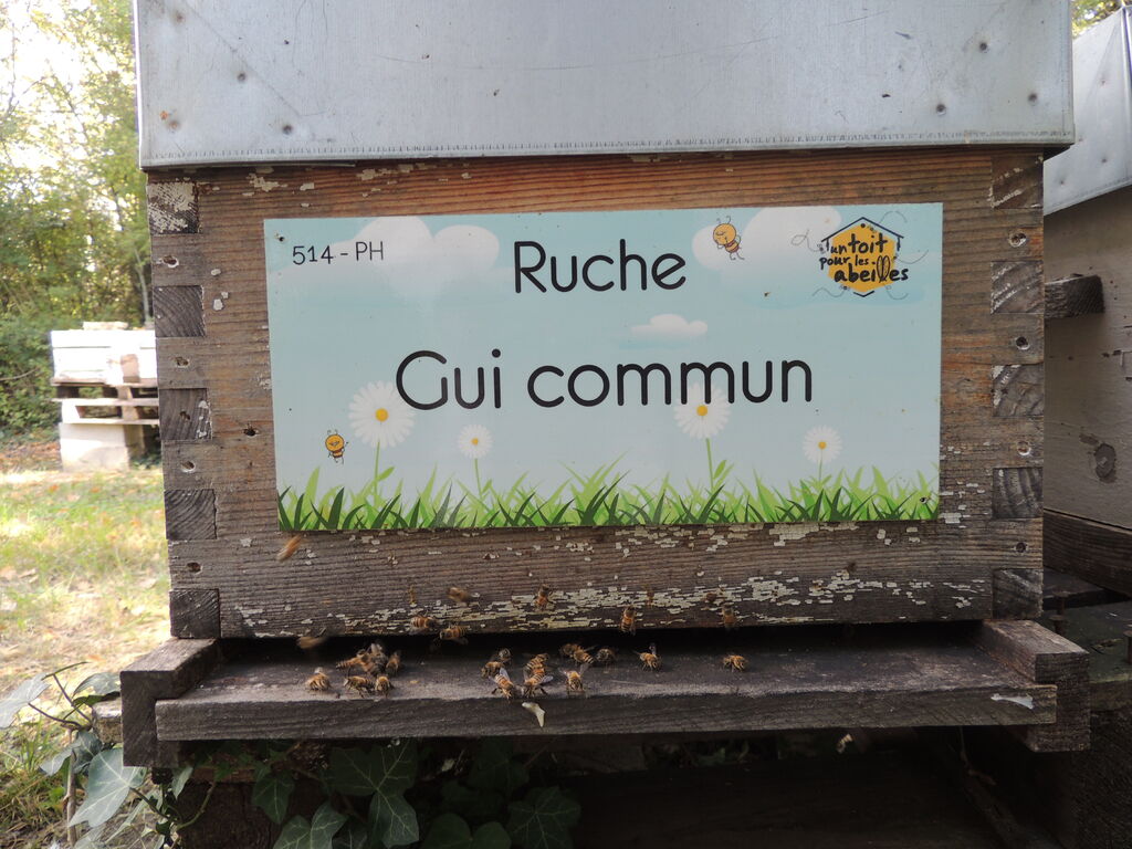 La ruche Gui commun