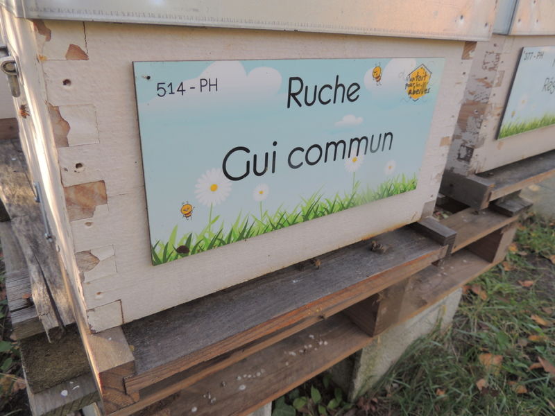 La ruche