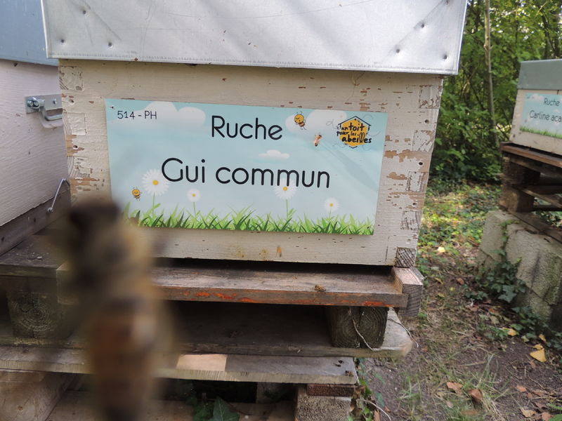 La ruche Gui commun
