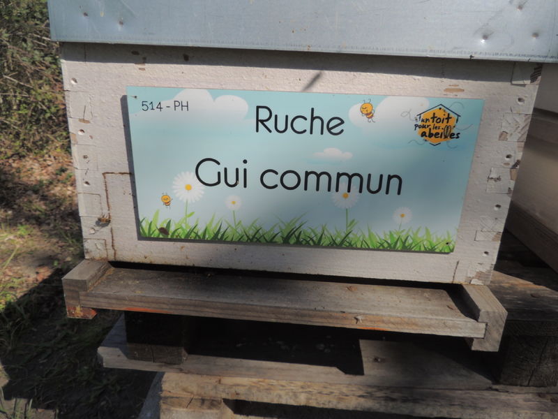La ruche Gui commun