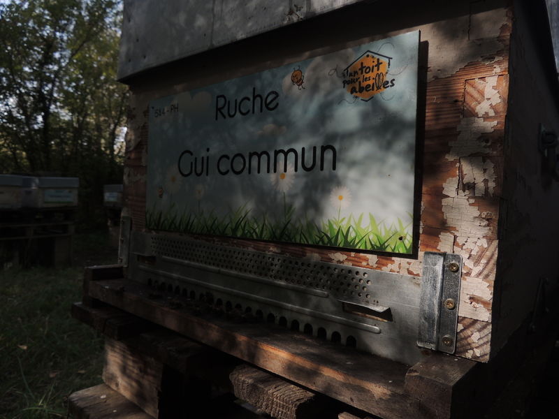La ruche Gui commun