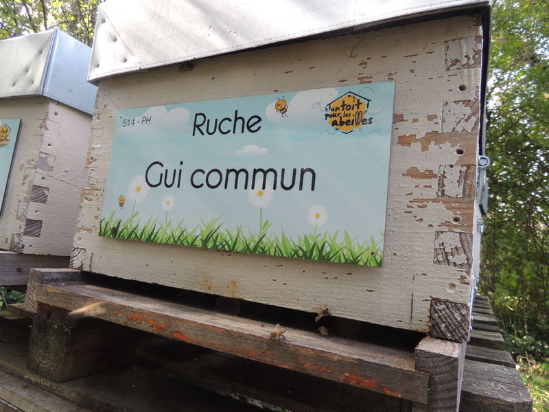 La ruche Gui commun