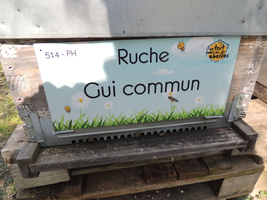 La ruche Gui commun