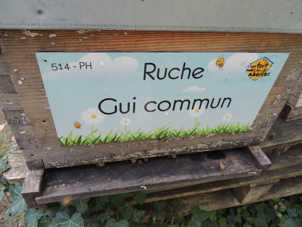 La ruche Gui commun