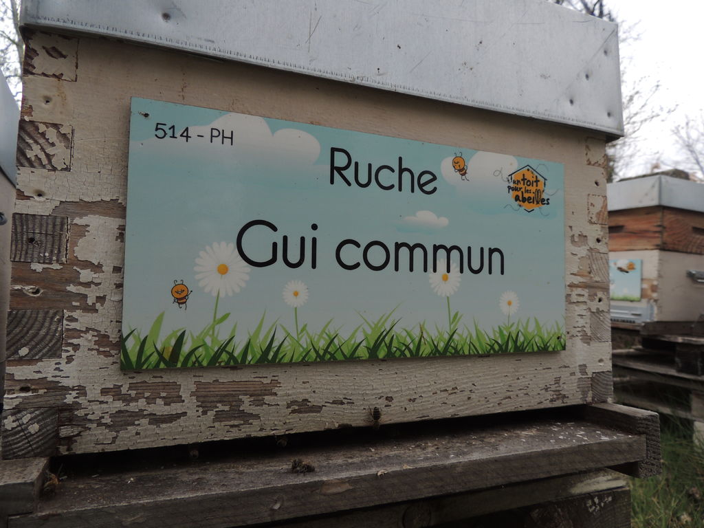 La ruche Gui commun