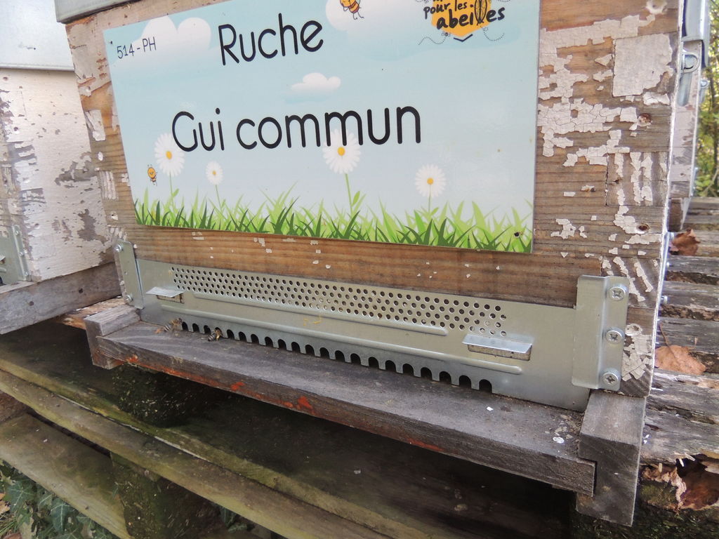 La ruche Gui commun